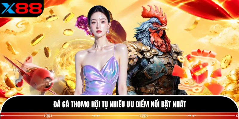 Đá gà Thomo hội tụ nhiều ưu điểm nổi bật nhất